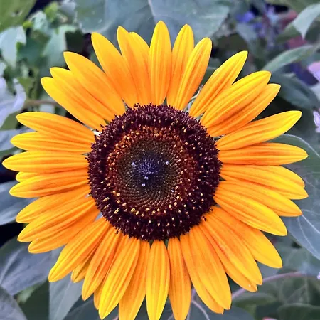 Feriehus Sa Domu De Cri *