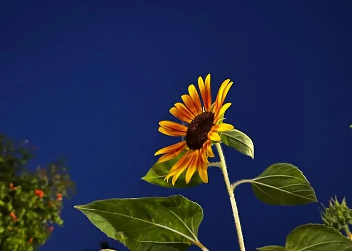 Casa vacanze Sa Domu De Cri Giba